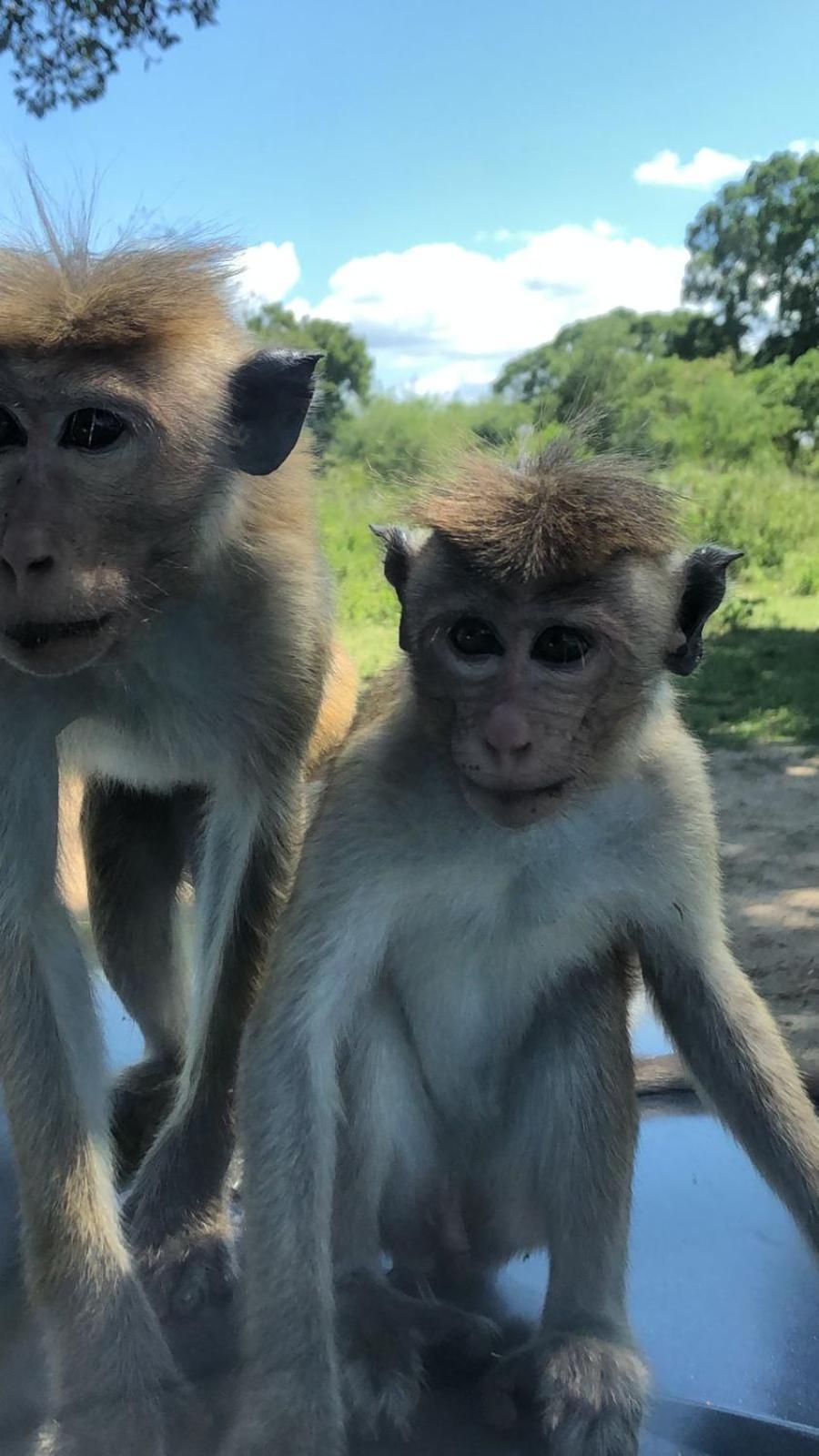 Wild Safari Clay House Hotel Udawalawe Luaran gambar